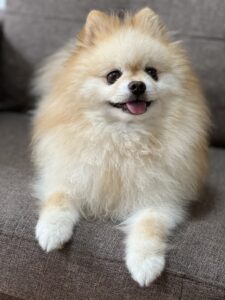 ポメラニアン