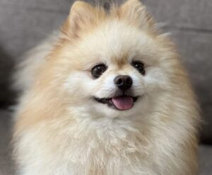 ポメラニアン