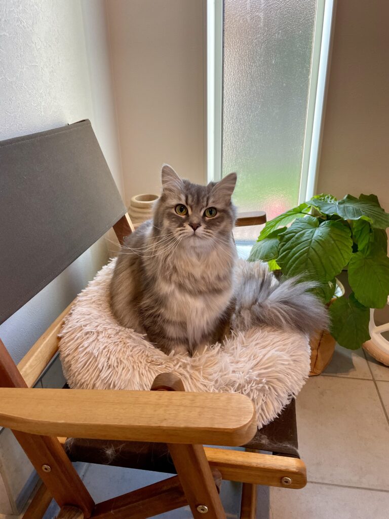 クッションに座る猫