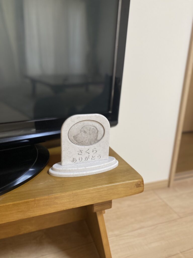 Sobairu　イングリッシュ・セターのさくらちゃん