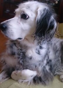 Sobairuご依頼イングリッシュ・セターのさくらちゃん