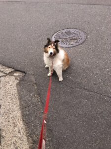 梅雨時期に散歩するシェルティ