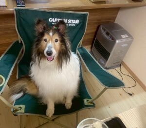 家族団らん中のシェルティ