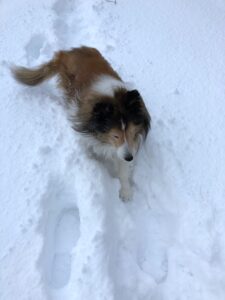 雪の中散歩するシェルティ